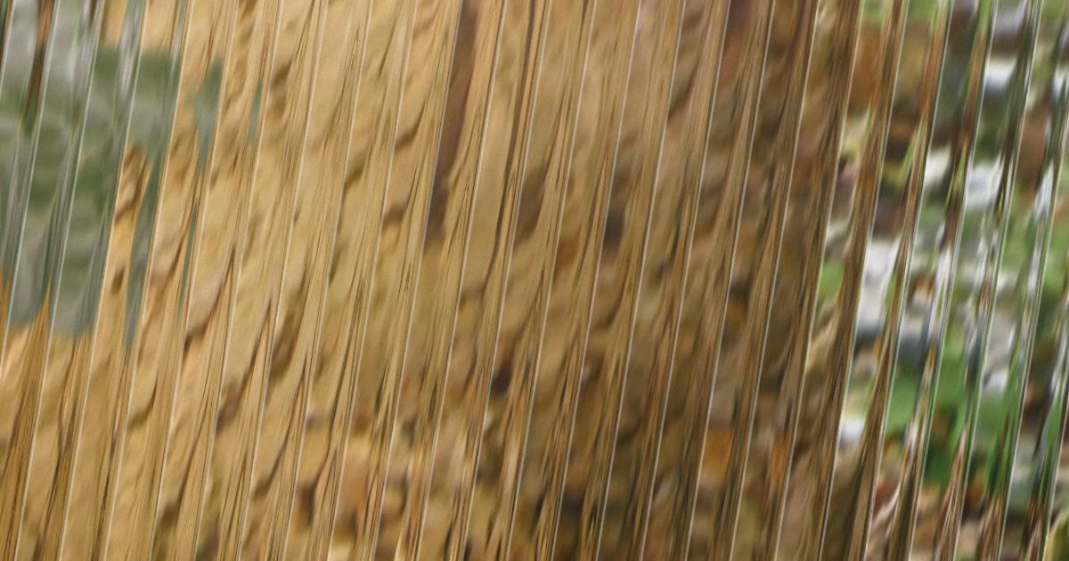 Rayon Vert 2